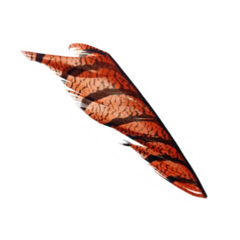 Orange Amherst fasan hale fjer - ca. 13cm stykke