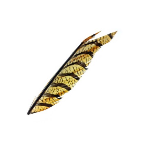 Sunburst  Amherst fasan hale fjer - ca. 13cm stykke