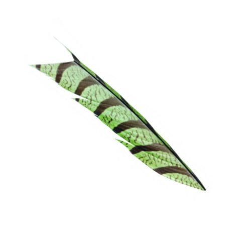 Chartreuse Amherst fasan hale fjer - ca. 13cm stykke